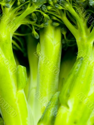 broccoli stem