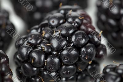 delicious blackberry fruit