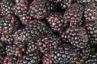 heap of blackberries 