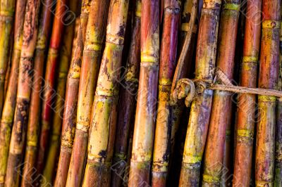 Sugar Cane Sticks