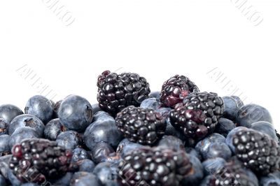 berry fruits