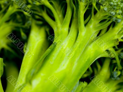 macro image of broccoli