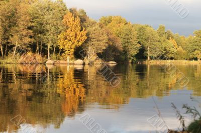 Autumn trees