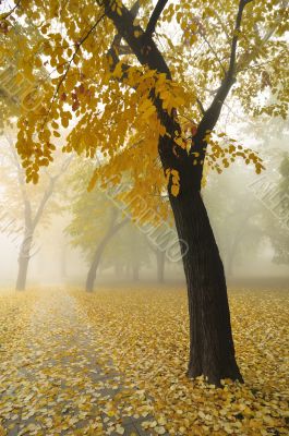 Autumn Maple Tree