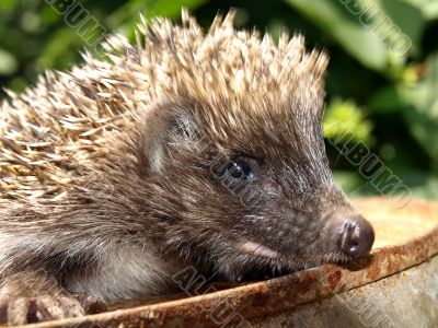Young European hedgehog
