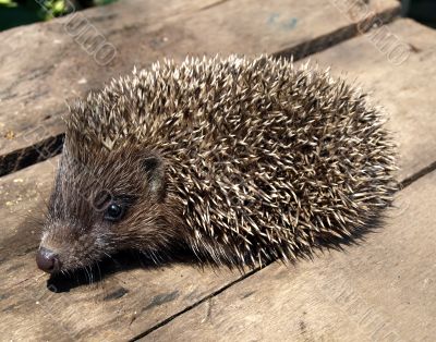 European hedgehog