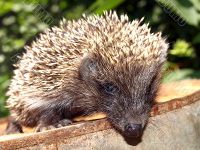 Young European hedgehog