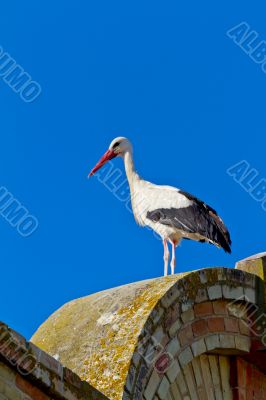 white stork