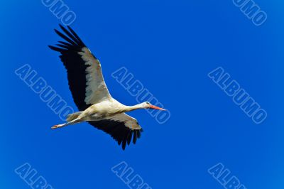 white stork