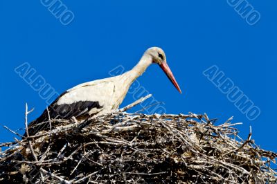 white stork