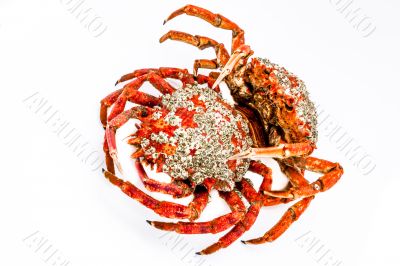 Spider Crab