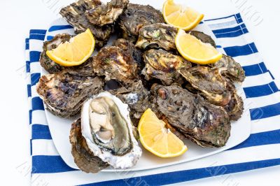 Oysters