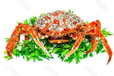 Spider Crab