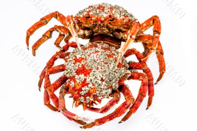 Spider Crab