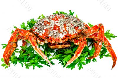 Spider Crab