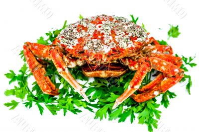 Spider Crab
