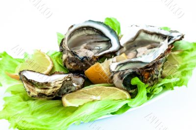 Oysters