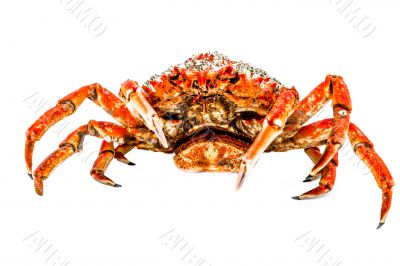 Spider Crab