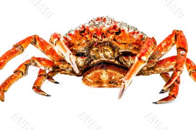 Spider Crab