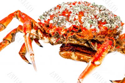 Spider Crab