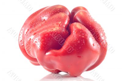 Bulgarian pepper