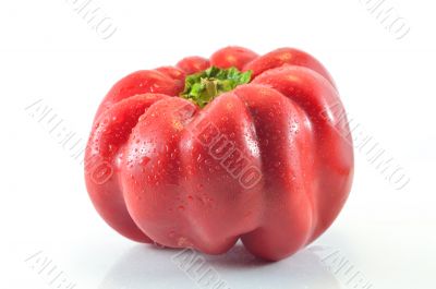 Bulgarian pepper Bulgarian pepper
