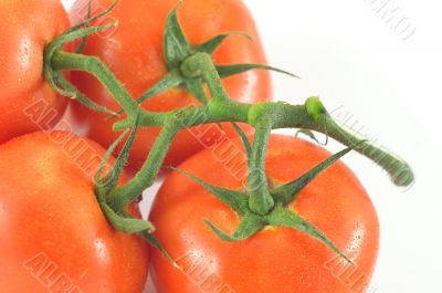 Sprig and tomato on a white background Sprig and tomato on a white background