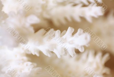 Fantasy with white pattern 