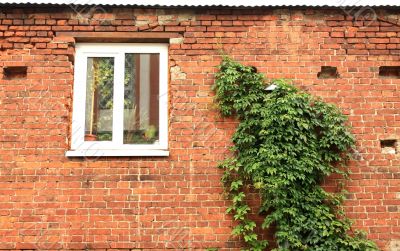 Ivy on a red wall 