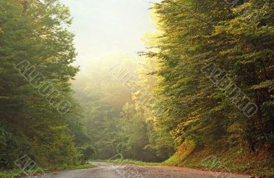 Road in forest