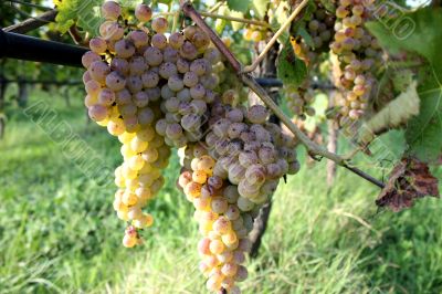 White grape