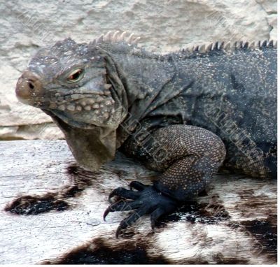 Iguana