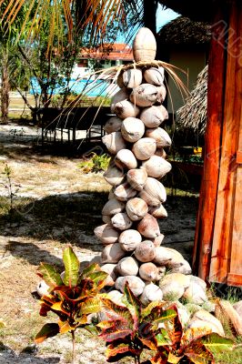 Sculture of coconut