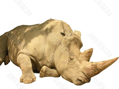 African rhinoceros