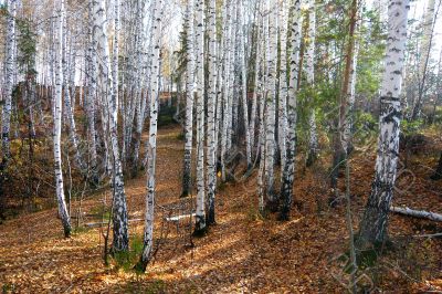 In  birch forest in autumn.