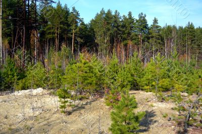 Pine forest growing on white clay.