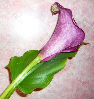 Lilac calla flower and leaf.