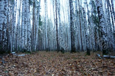 Beautiful birch forest in autumn.
