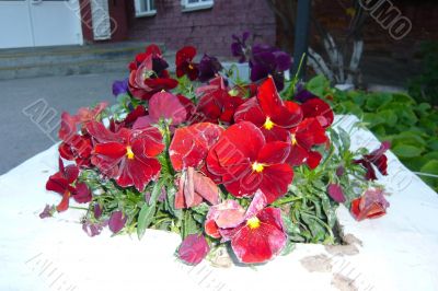  Beautiful red flowers viola in the flowerbed. 