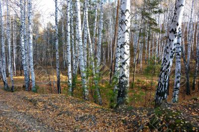 In the birch forest the autumn.