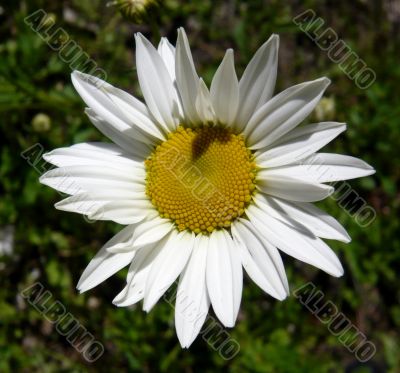 Flower meadow camomile on a green background.