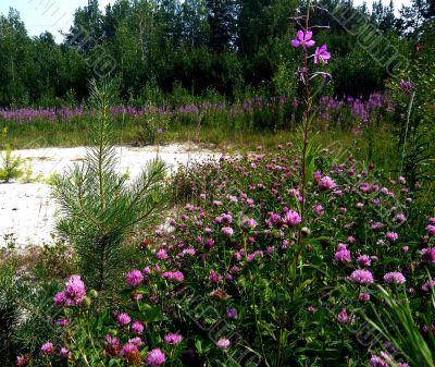 Meadow clover growing on white clay and blooming lilac flowers.