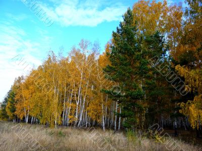 Two pine trees on the edge of the birch forest in autumn.