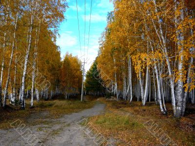 On a footpath in a birch forest in autumn.