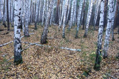 In the birch forest in autumn.