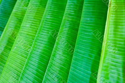lined up banana leaves