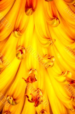 extreme closeup of aloe