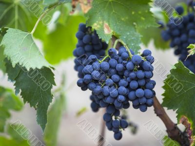 red grapes in tuscan vineyard