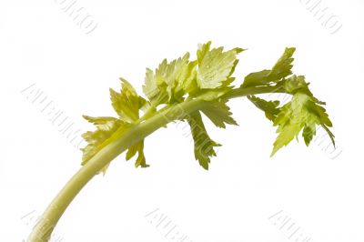 green leaf