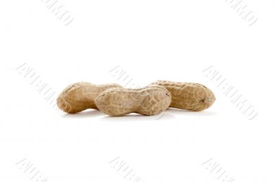 monkey nuts monkey nuts